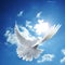 white dove blue sky pictures