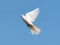 White dove on blue sky. Eurasian collared dove, rare albino specimen in flight