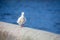 White dove on a concrete curb on a blurred background of the river