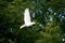 White Dove in flight