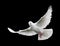 White Dove in Flight 6