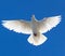 White dove in flight against a blue sky