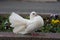 The white dove fluffed up its tail and ruffled