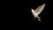 White dove flying across black background