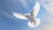 White dove flying against blue sky