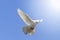 White dove flying on a background of blue sky