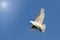 white dove flying in the blue sky towards the sun