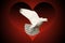 White dove flying symbol of love on red and black heart background