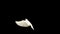White dove flying up across black background