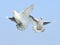 White dove in free flight