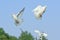 White dove in free flight