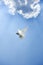 White dove in free flight