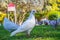 White dove in green grass.