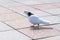 White dove on ground