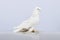 A white dove gulbadam