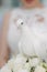 White dove in the hands of the bride. The bride holds a white dove in their hands