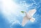 White dove holding green leaf branch flying in the sky