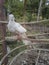 White dove looks sad and lonely in a wooden cage.