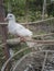 White dove looks sad and lonely in a wooden cage.