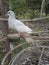 White dove looks sad and lonely in a wooden cage.