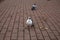 A white dove in the park walks on paving slabs.