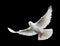white dove peace pictures
