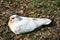 White dove pigeon sitting and sunbathing close up detail on glade with spring grass