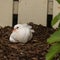 White dove resting on ground