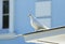 White dove on the roof