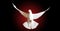 White dove sacred bird in islam flies on a dark background