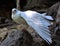 White dove show wings