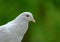 White dove showing great detail, seen in s rural location during summer.