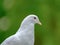 White dove showing great detail, seen in s rural location during summer.