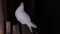 White dove sits in a dark room