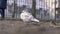 White dove sits on the ground and freezes. Pigeon in the city landscape