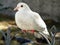 White dove sitting on the metal fence