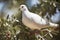 White dove sitting in olive tree. Generative AI