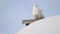 White dove sitting on a snowy roof