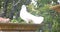 White dove is sitting on a Stone and resting. Religious sign for Peace.