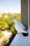 A white dove sitting on a window sill