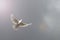 white dove spreading its wings flies on a gray sky with a beam of light