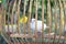 White dove stood on small log in wooden cage