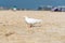 A white dove strolls along Kite Beach Dubai. Perfect image for animal in urban context