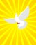 White Dove in sunny radiance. Divine light and white bird. White