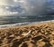 White Dove during Sunrise in Winter in Wailua on Kauai Island, Hawaii.