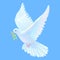 White dove is the symbol of a peace, blue sky