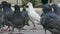 White dove in a variety of gray pigeons