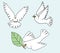 White Dove, White pigeons birds illustration