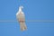 White Dove on a Wire