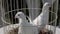 White doves in a cage on a sunny day before the wedding ceremony